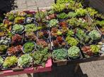 Te koop dozen vetplanten!, Tuin en Terras, Ophalen, Zomer, Overige soorten, Volle zon