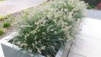 Pennisetum little bunny kleinste lampenpoestersgras., Ophalen of Verzenden, Herfst, Overige soorten, Halfschaduw