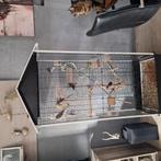 Kamervoliere met 2 koppels valkparkieten, Ophalen of Verzenden, Zo goed als nieuw, Vogelkooi