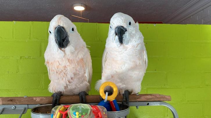 Jonge tamme baby Witkuifkakatoes Alba man, Dieren en Toebehoren, Vogels | Parkieten en Papegaaien, Mannelijk, Geringd