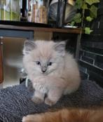 Ragdoll kittens blue en seal mink, Meerdere dieren, Gechipt, 0 tot 2 jaar