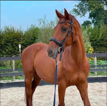 Lease paard aangeboden  beschikbaar voor biedingen