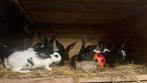 Lotharinger rammen, Mannelijk, Groot, 0 tot 2 jaar