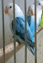 Prachtige piep jonge agapornis fisheri opaline turquoise man, Dieren en Toebehoren, Vogels | Parkieten en Papegaaien, Mannelijk