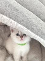 Britse Korthaar, Poes, 0 tot 2 jaar