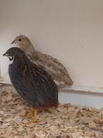 Chinese dwergkwartels, Dieren en Toebehoren, Meerdere dieren, Overige soorten
