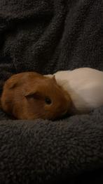 Baby cavia, Dieren en Toebehoren, Knaagdieren, Cavia, Vrouwelijk, November, Tam