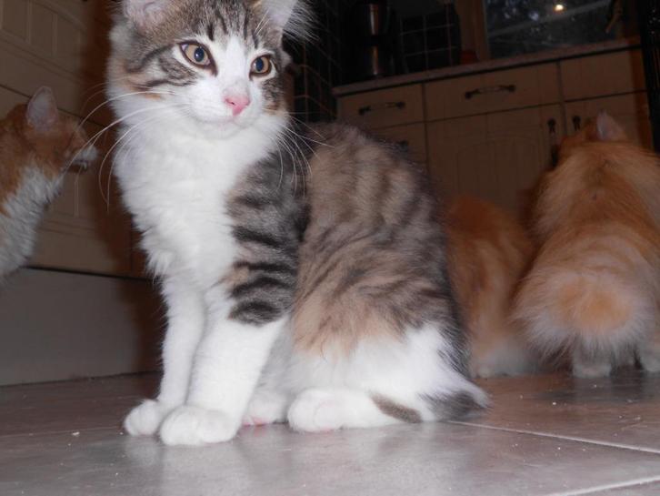 Raszuivere Noorse Boskat kitten meisje zoekt warm thuis, Dieren en Toebehoren, Katten en Kittens | Raskatten | Langhaar, Poes