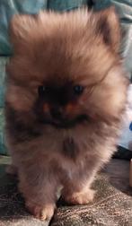 Dwergkeesjes Pomeranian KeesPomeriaan., Dieren en Toebehoren, België, Particulier, Keeshond, CDV (hondenziekte)