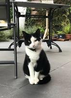 Vermist in Garderen sinds 1-1-2026, Kat