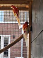 Rubino Rosella's - koppel - geringd, Dieren en Toebehoren, Meerdere dieren, Parkiet, Geringd
