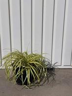 Siergras Carex ever gold, Ophalen, Zomer, Siergrassen, Halfschaduw