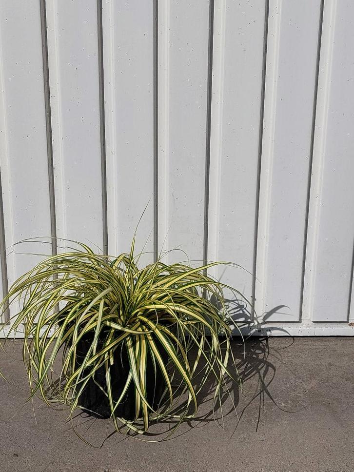 Siergras Carex ever gold, Tuin en Terras, Planten | Tuinplanten, Siergrassen, Halfschaduw, Zomer, Ophalen