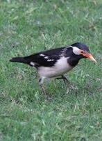 EKSTER SPREEUW (CONTRA C.) 2023 MAN, Dieren en Toebehoren, Mannelijk, Tropenvogel, Geringd