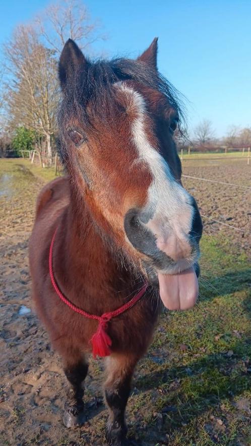 Verzorg pony aangeboden!, Dieren en Toebehoren, Paarden en Pony's | Overige Paardenspullen, Nieuw, Springen, Ophalen of Verzenden