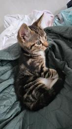 Kitten, Ophalen of Verzenden