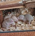 Lieve jonge/baby goudhamsters, Dieren en Toebehoren, Hamster, Augustus, Meerdere dieren, Tam