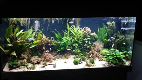juwel aquarium 180 incl alle toebehoren, Dieren en Toebehoren, Vissen | Aquaria en Toebehoren, Gebruikt, Leeg aquarium, Ophalen