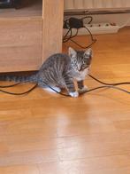 Kittens ongeveer 12weken, Dieren en Toebehoren, Katten en Kittens | Overige Katten