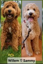 Verwacht! medium labradoodle/Australiën labradoodle, Overige rassen, 8 tot 15 weken, Meerdere, Meerdere dieren