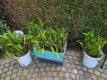 Vijverplant grote waterweegbree beschikbaar voor biedingen