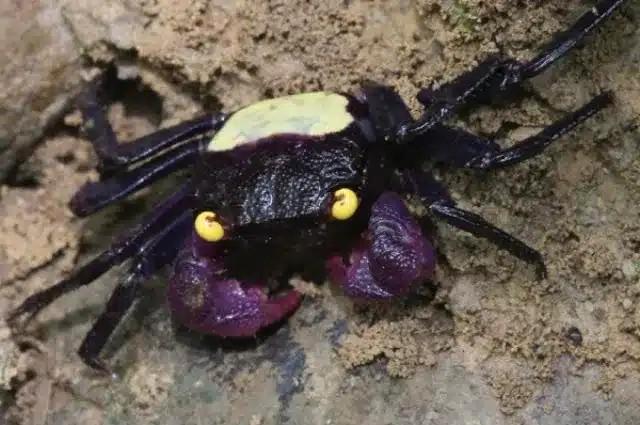Geosesarma sp. Golden eye vampierkrab krabben, Dieren en Toebehoren, Reptielen en Amfibieën, Overige soorten, 0 tot 2 jaar