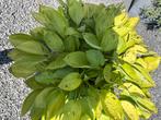 Hosta funkia spec., Ophalen, Zomer, Overige soorten, Halfschaduw