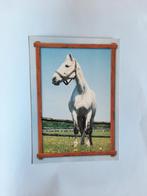 kaart paard dier veulen, Ophalen, 1980 tot heden, Ongelopen, Paard