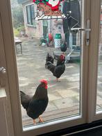 Haan af te halen voor in een kippenhok., Mannelijk, Kip