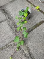 Klimplanten, Tuin en Terras, Planten | Tuinplanten, Ophalen, Zomer, Groenteplanten, Volle zon