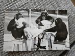 Diergaarde Blijdorp 1954  - Chimpansee met Bord, Verzamelen, Ophalen of Verzenden, 1940 tot 1960, Gelopen
