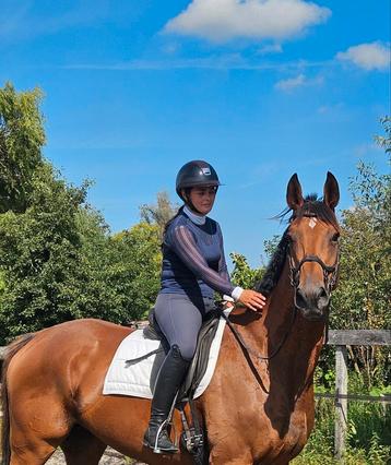 6jarige stoere grote merrie 172cm zoekt forever home beschikbaar voor biedingen