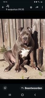 Bully xxl, Rabiës (hondsdolheid), 15 weken tot 1 jaar, Eén hond, Nederland