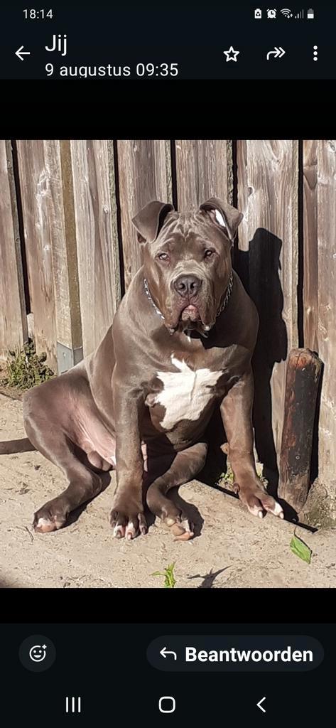 Bully xxl, Dieren en Toebehoren, Honden | Bulldogs, Pinschers en Molossers, Reu, Overige rassen, Particulier, Eén hond, Nederland