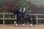 Droompaard te koop, Dieren en Toebehoren, Paarden, Ruin, Dressuurpaard