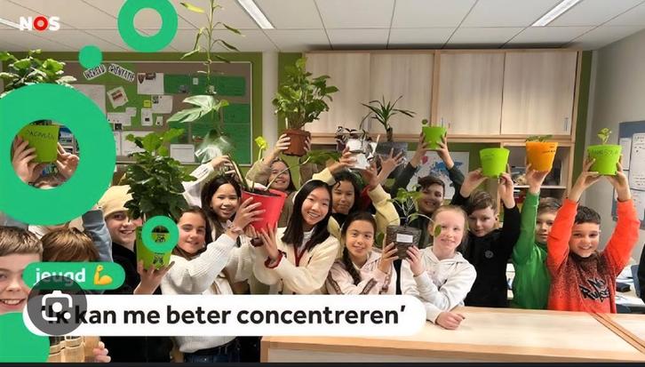 Gezocht: stevige kamerplanten voor in de klas., Huis en Inrichting, Kamerplanten, Overige soorten, Minder dan 100 cm, Ophalen