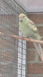 Kakariki s, Dieren en Toebehoren, Meerdere dieren, Parkiet, Geringd