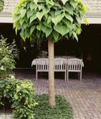 Catalpa bignonioides bolvorm, Tuin en Terras, Planten | Bomen, Ophalen, Volle zon, Overige soorten