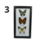 Lijst met 3 vlinders 25x14, Verzamelen, Dierenverzamelingen, Ophalen of Verzenden, Nieuw, Insect, Opgezet dier