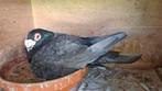 Prachtige andalusisch blauwe doffer kleurpostduif 2022, Dieren en Toebehoren, Vogels | Duiven, Mannelijk, Postduif