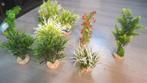 planten aquarium, Ophalen of Verzenden, Nieuw, Plant(en), Steen of Hout