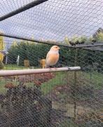 kanarie 2025, Dieren en Toebehoren, Vrouwelijk, Kleurkanarie