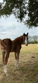 Speciaal getekend hengstveulen uit sportlijn, Dieren en Toebehoren, Paarden, Hengst, Minder dan 160 cm, Dressuurpaard, 0 tot 2 jaar