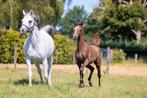 Arabisch Volbloed merrieveulen #arabier, Dieren en Toebehoren, Merrie, Minder dan 160 cm, Niet van toepassing, 0 tot 2 jaar