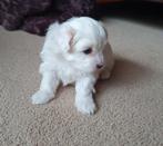 Maltipoo, Dieren en Toebehoren, Honden | Chihuahua's en Gezelschapshonden, Rabiës (hondsdolheid), 8 tot 15 weken, Eén hond, Nederland