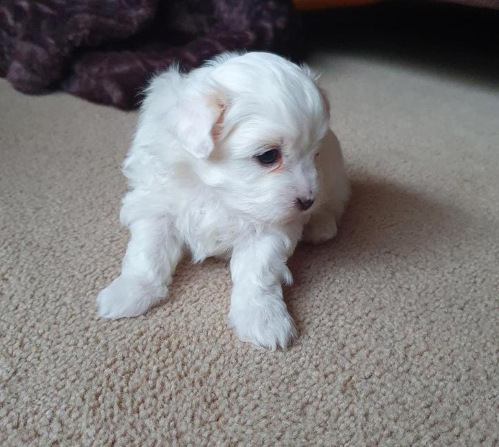 Maltipoo, Dieren en Toebehoren, Honden | Chihuahua's en Gezelschapshonden, Reu, Overige rassen, Particulier, Eén hond, Nederland