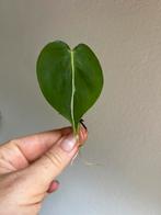 Philodendron silver stripe, gewortelde (kop)stek 3x, Ophalen of Verzenden, Overige soorten, Minder dan 100 cm