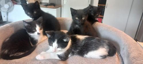 lieve kittens, Dieren en Toebehoren, Katten en Kittens | Overige Katten, Kortharig, Meerdere dieren, 0 tot 2 jaar