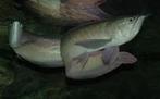 osteogl.bicirrhosum Zilver arowana €45,95, Dieren en Toebehoren, Vissen | Aquariumvissen, Vis, Zoetwatervis