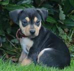 Jack russell kruising boerenfox puppies, Dieren en Toebehoren, Jack Russell Terriër, 8 tot 15 weken, CDV (hondenziekte), Meerdere